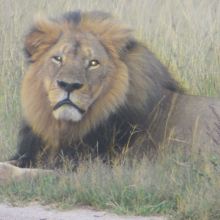 017stiegholzer_afrika_2015.jpg