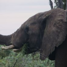 032stiegholzer_afrika_2015.jpg