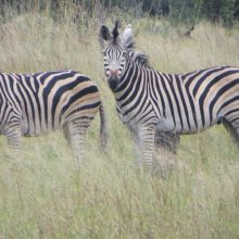 029stiegholzer_afrika_2015.jpg