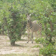 008stiegholzer_afrika_2015.jpg