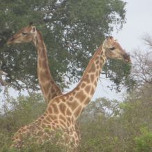 013stiegholzer_afrika_2015.jpg