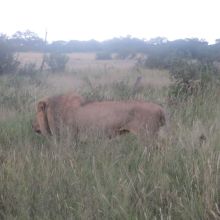 014stiegholzer_afrika_2015.jpg